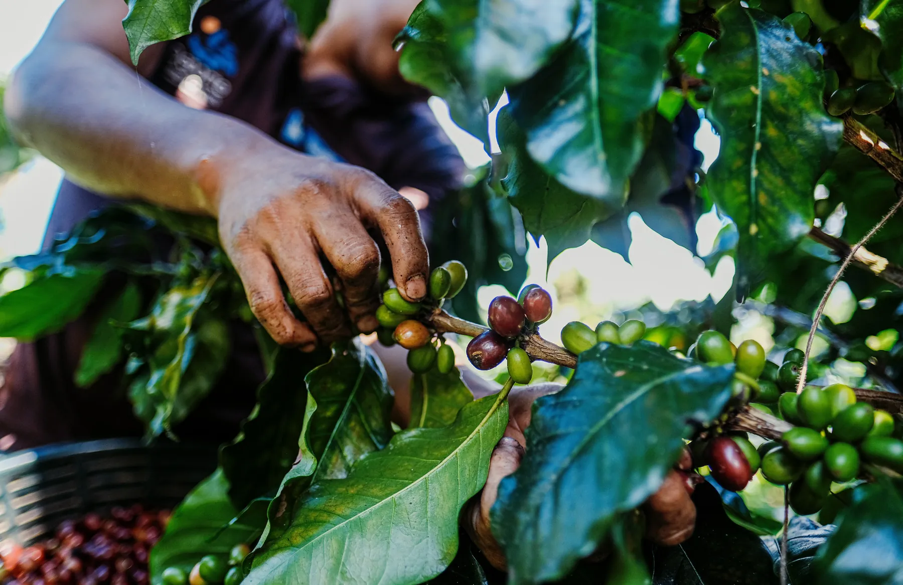 Manos recolectando cerezas de café rojas y verdes de la planta